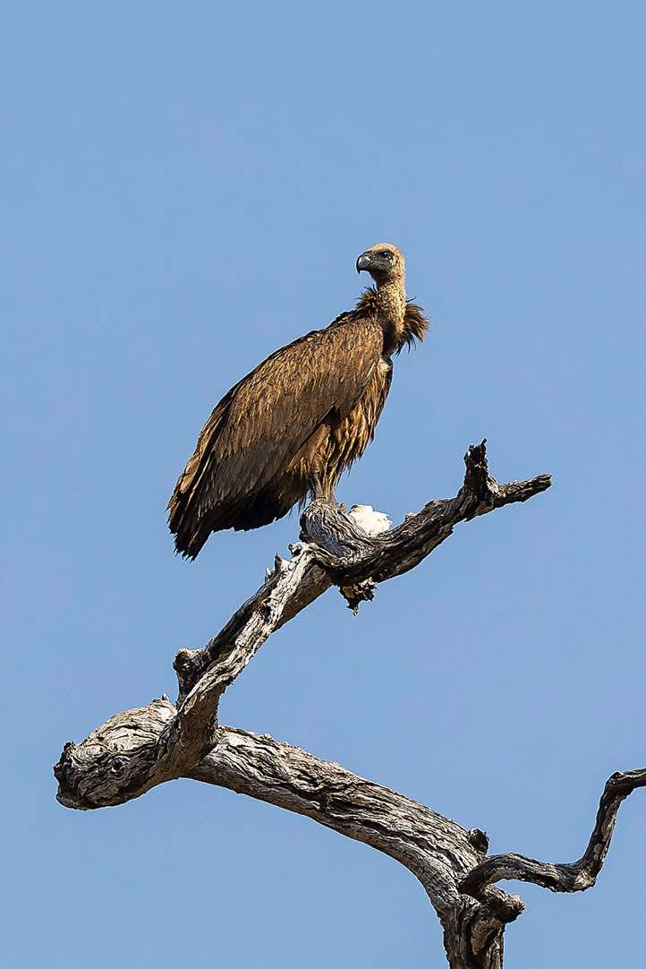 White-backed Vulture (Gyps africanus), North Luangwa National Park