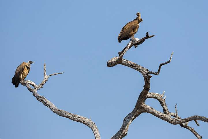 White-backed Vultures (Gyps africanus), North Luangwa National Park