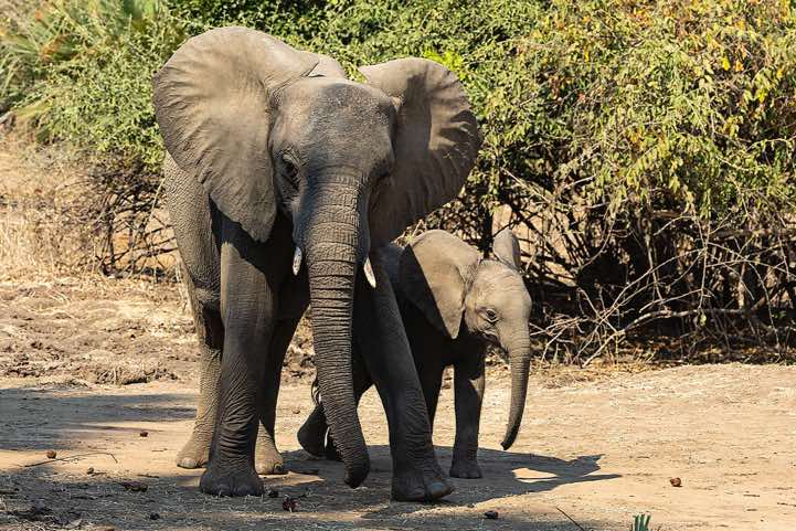 Elephant with calf, Lower Zambezi National Park