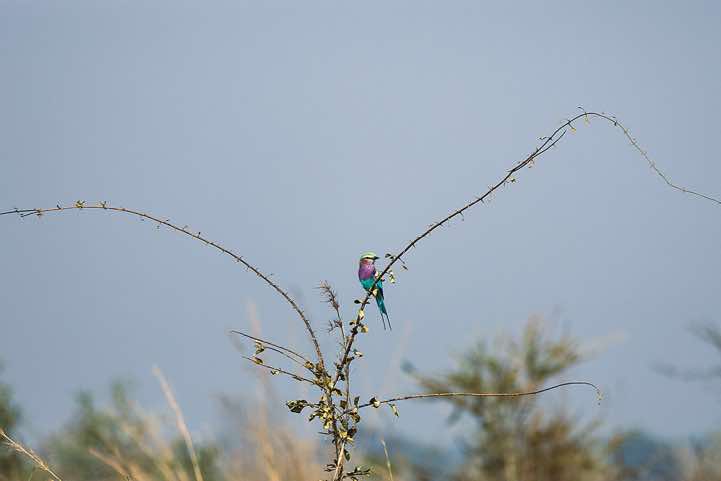Lilac-breasted Roller (Coracias caudatus), North Luangwa National Park