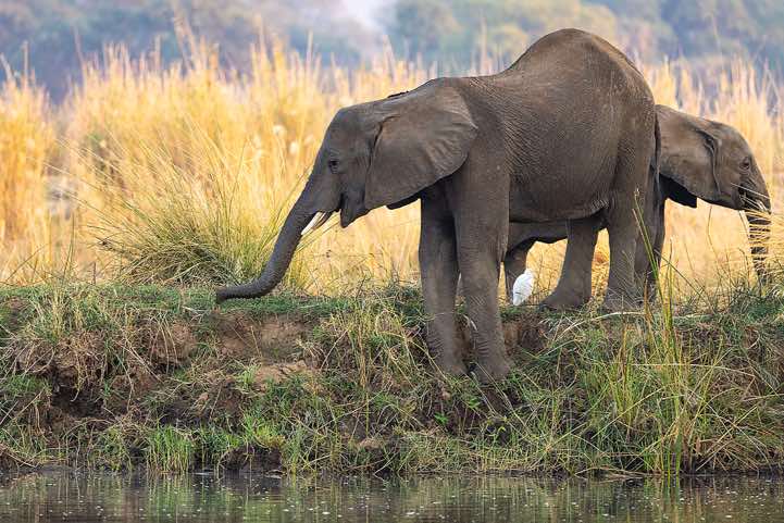 Elephant on the banks of the Zambezi River, near Lower Zambezi National Park