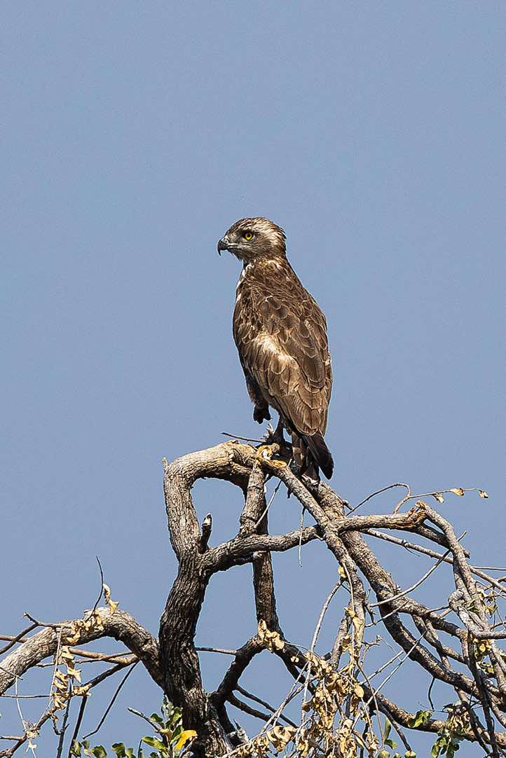 Brown Snake Eagle (Circaetus cinereus), Luambe National Park