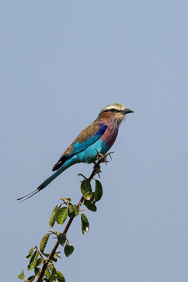 Lilac-breasted Roller (Coracias caudatus), North Luangwa National Park