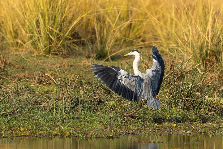 Grey Heron (Ardea cinerea), Zambezi River, near Lower Zambezi National Park
