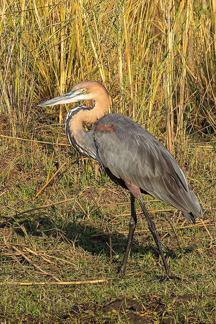 Goliath Heron or Giant Heron (Ardea goliath), Zambezi River, near Lower Zambezi National Park