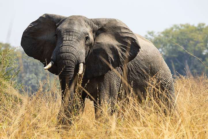 African Bush Elephant (Loxodonta africana), or African Savanna Elephant, Luambe National Park