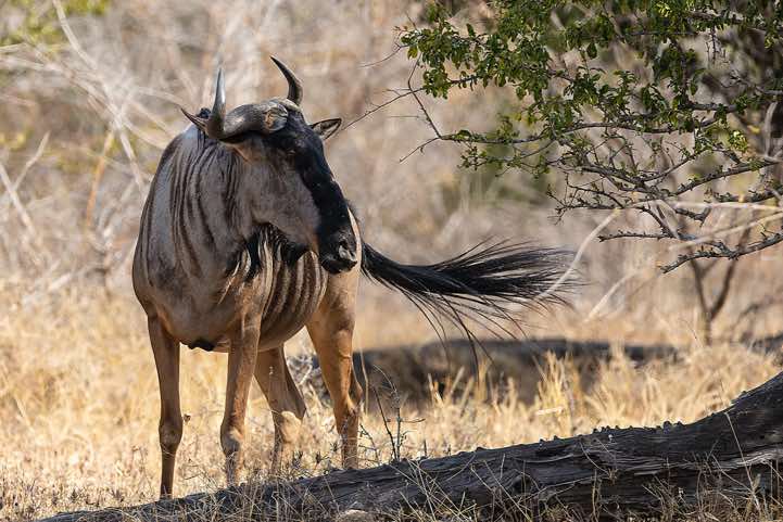 Blue Wildebeest (Connochaetes taurinus), Luambe National Park