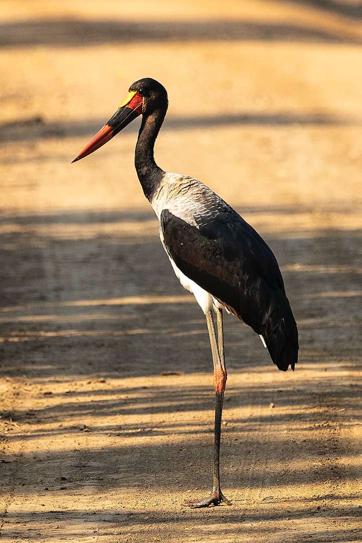 Saddle-billed Stork (Ephippiorhynchus senegalensis), Luambe National Park