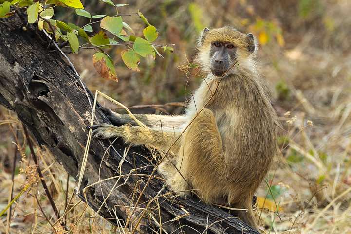 Yellow Baboon (Papio cynocephalus), Luambe National Park