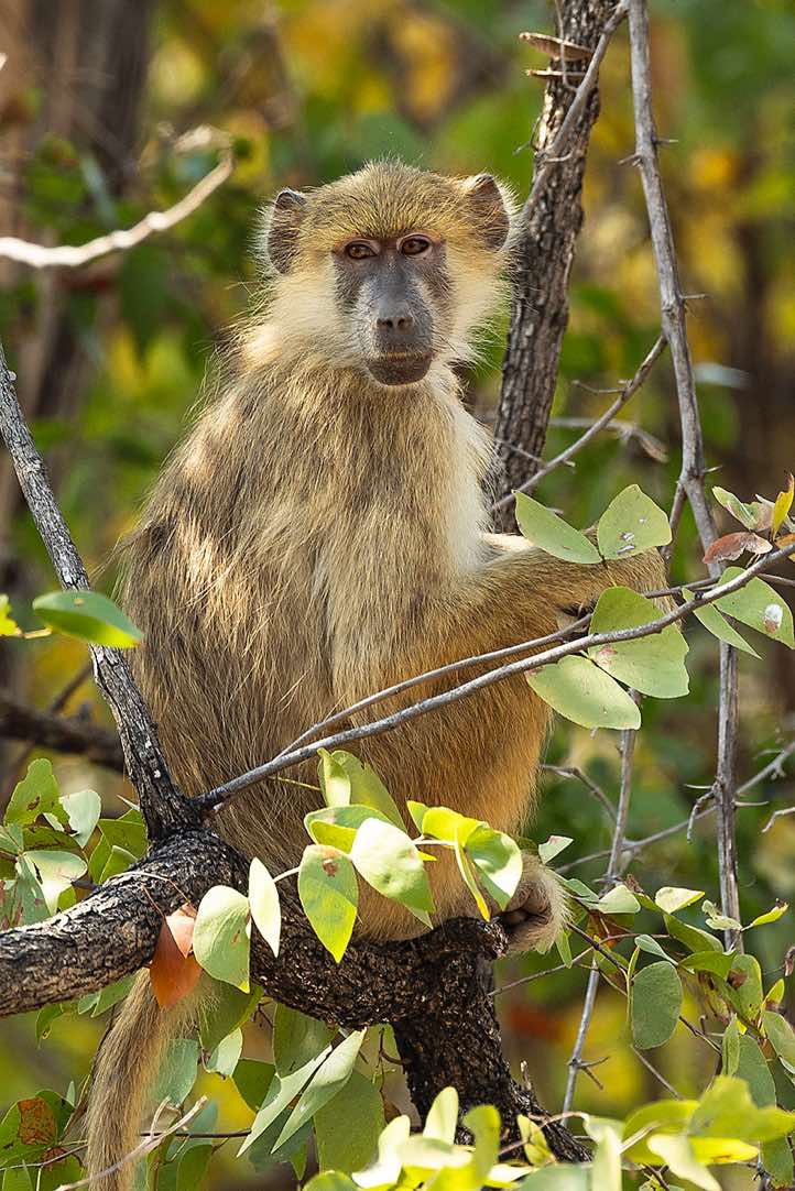 Yellow Baboon (Papio cynocephalus), Luambe National Park