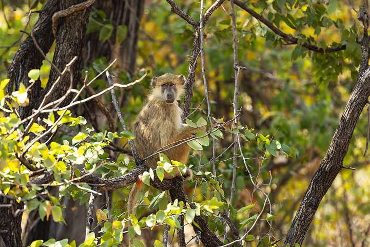 Yellow Baboon (Papio cynocephalus), Luambe National Park