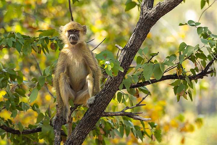 Yellow Baboon (Papio cynocephalus), Luambe National Park