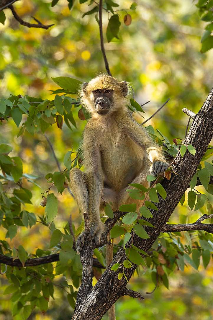 Yellow Baboon (Papio cynocephalus), Luambe National Park