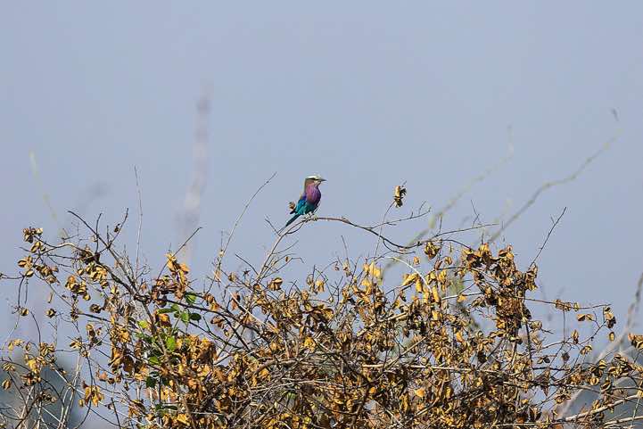 Lilac-breasted Roller (Coracias caudatus), Luambe National Park