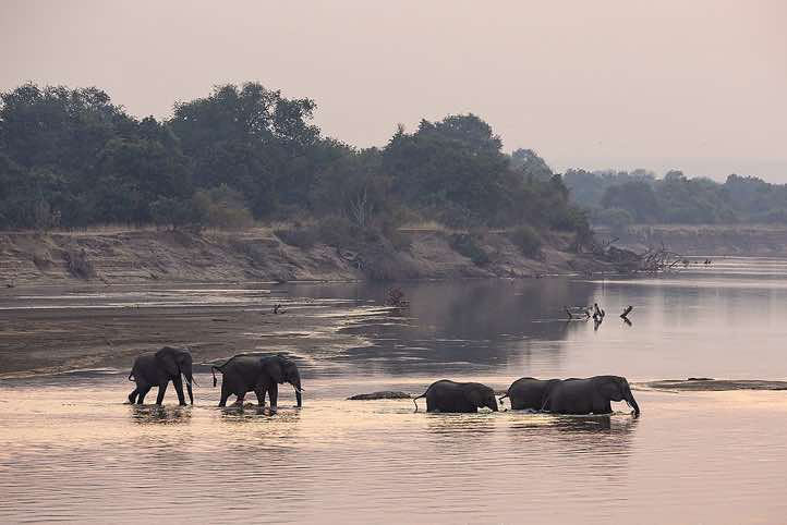 Elephants crossing the Luangwa River, seen from Wildlife Camp near South Luangwa National Park