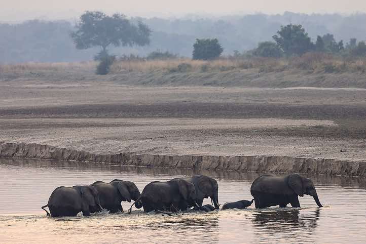 Elephants crossing the Luangwa River, seen from Wildlife Camp near South Luangwa National Park