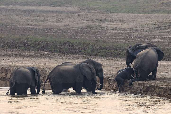 Elephants crossing the Luangwa River, seen from Wildlife Camp near South Luangwa National Park