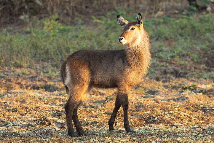 Female Waterbuck (Kobus ellipsiprymnus), South Luangwa National Park