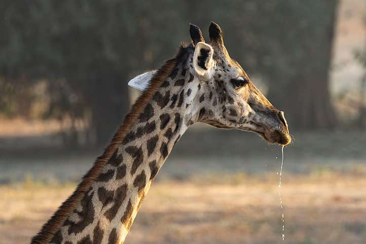 Thornicroft's Giraffe (Giraffa camelopardalis thornicrofti), South Luangwa National Park