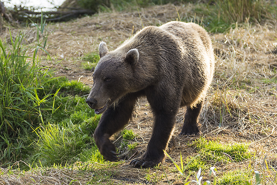 Approaching Brown Bear, Kurile Lake, Southern Kamchatka