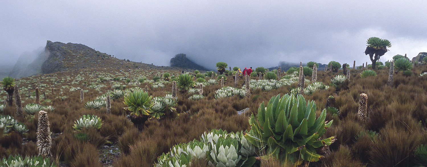 Vegetation on Mount Kenya, Burguret route