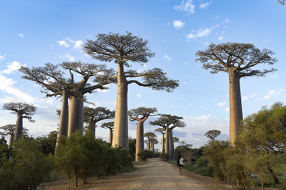 Alley of the Baobabs, Madagascar
