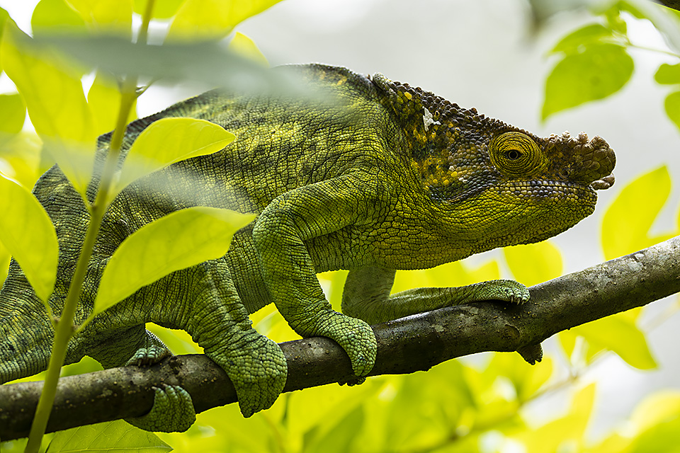Male Parson's Chameleon, Madagascar