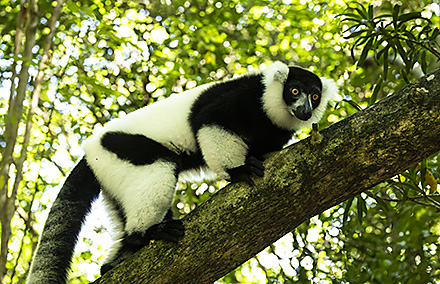 Madagascar Tour, 2025