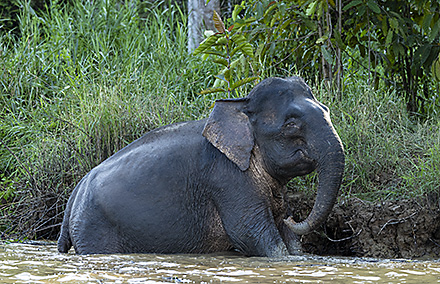 Borneo Tour, 2026