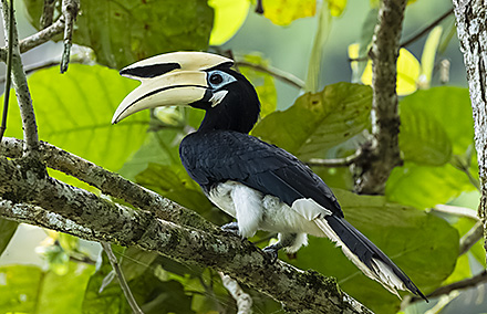 Malaysia