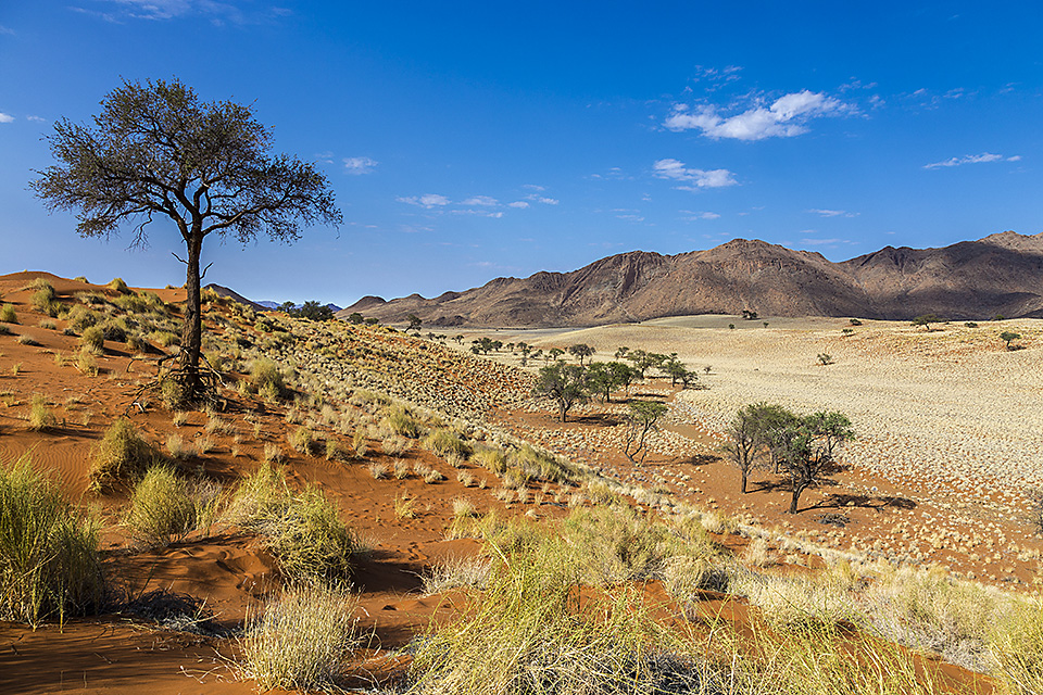 Red oxidised sand dunes, Namib Desert, Namibia