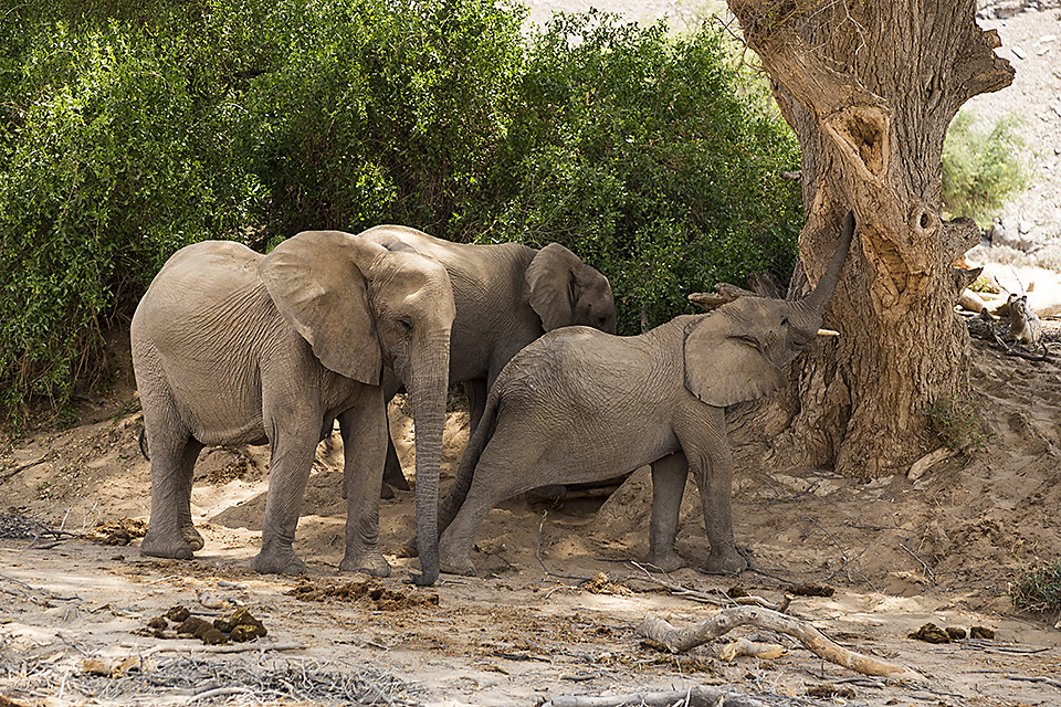 Desert-adapted Elephants, Hoanib riverbed, Damaraland, Namibia