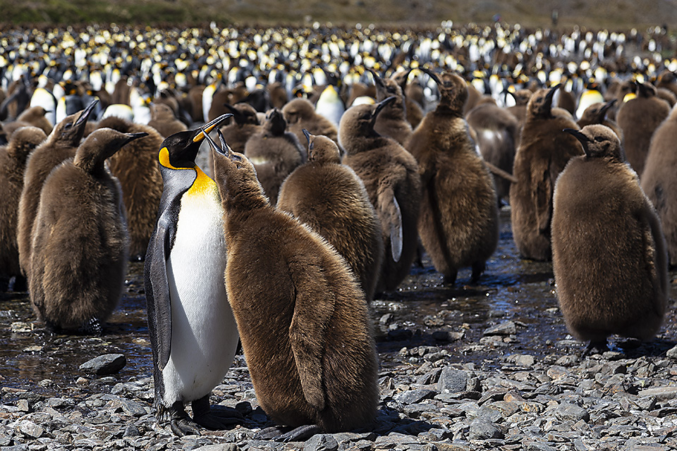 King penguins and their chicks at Fortuna Bay, South Georgia