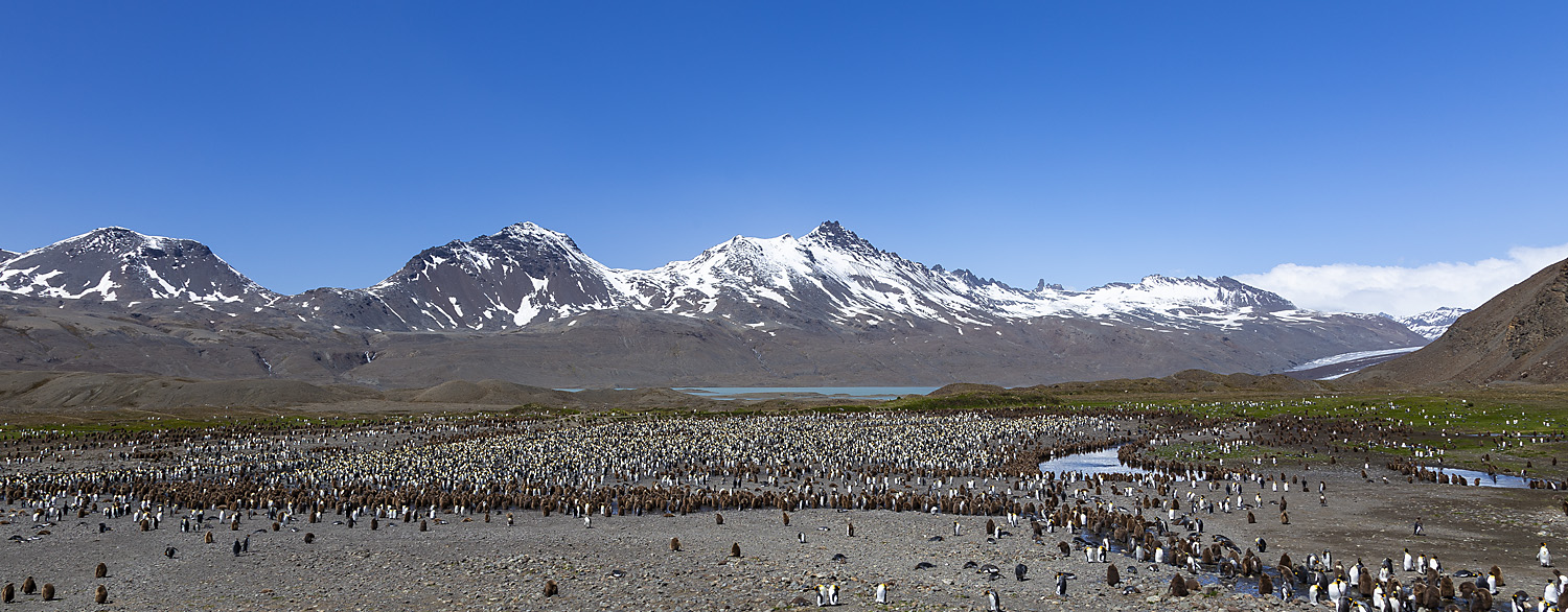 Panoramic view of King penguin colony at Fortuna Bay, South Georgia
