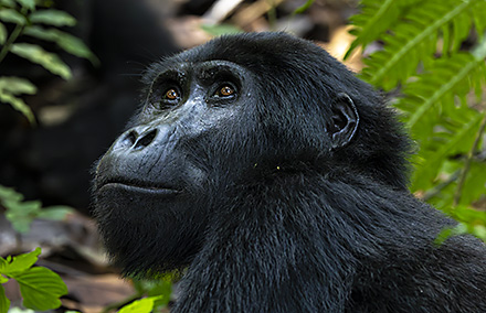 Mountain Gorillas, Uganda, 2024