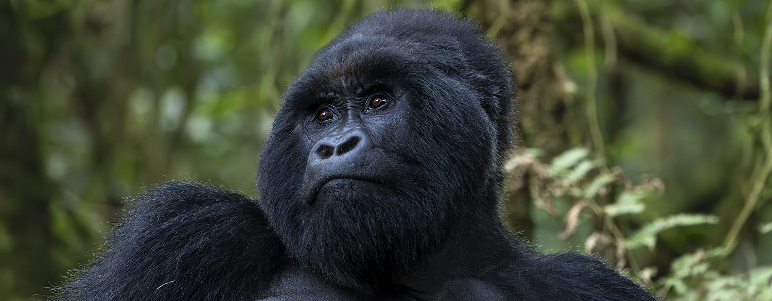 Male Mountain Gorilla, Uganda