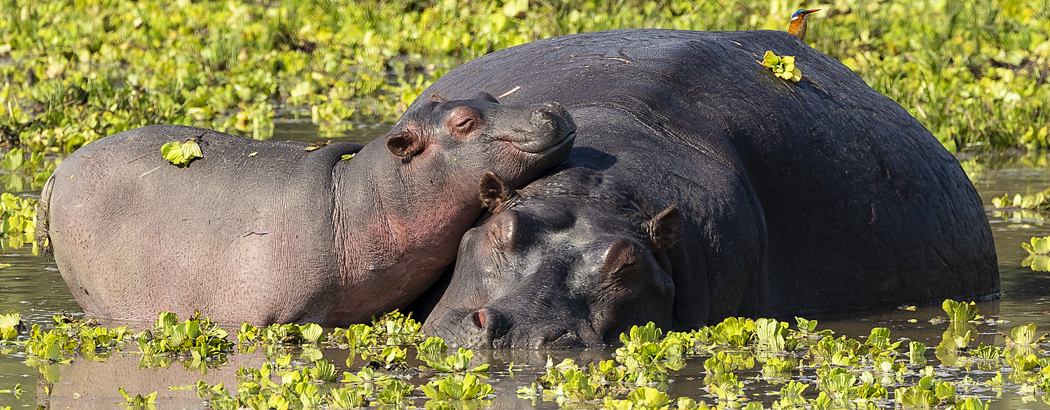 Resting Hippos in the water, Zambia