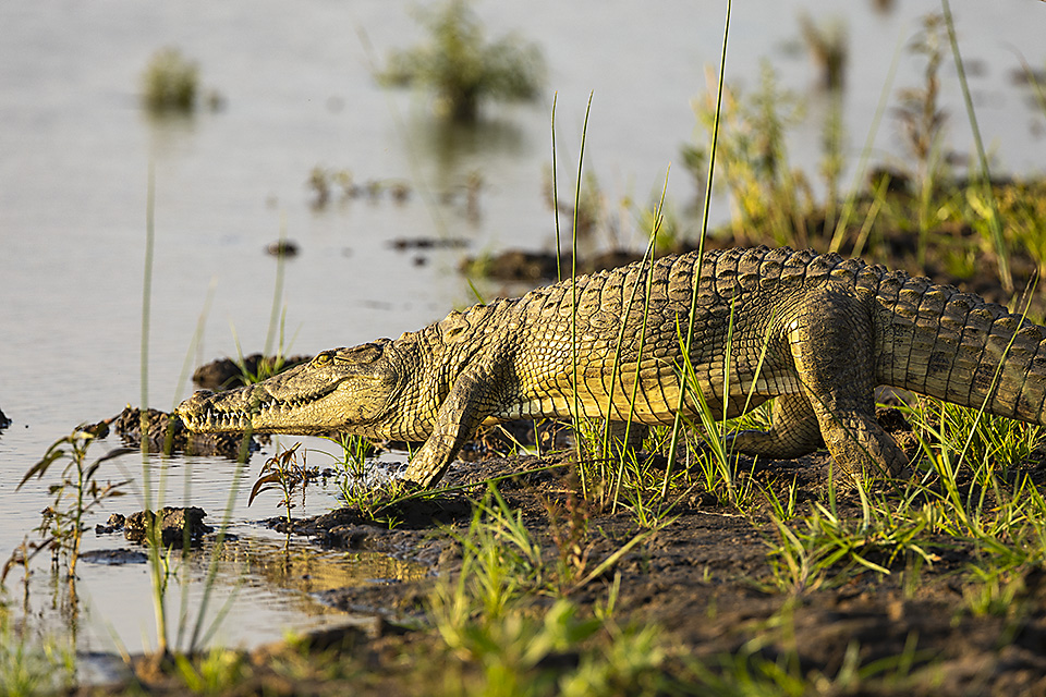 Nile Crocodile entering the water, Zambezi River